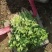 【推荐】精品铁杆青香菜产地直发货源充足可供商超市场