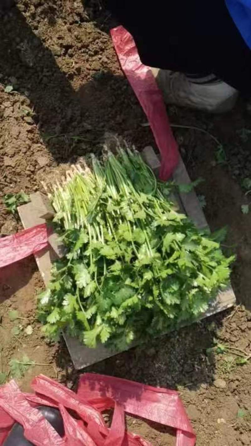 【推荐】精品铁杆青香菜产地直发货源充足可供商超市场