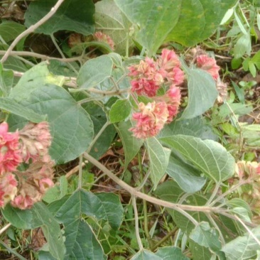 大叶白花灯笼又名：狮子球、山茉莉、白蜻蜓、红顶风、红将