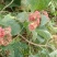 大叶白花灯笼又名：狮子球、山茉莉、白蜻蜓、红顶风、红将