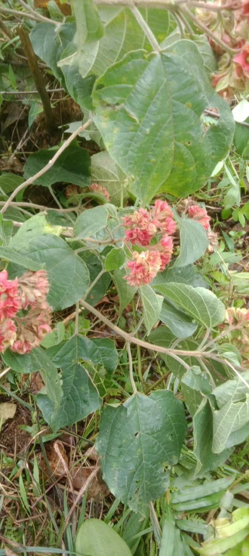 大叶白花灯笼又名：狮子球、山茉莉、白蜻蜓、红顶风、红将