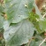 大叶白花灯笼又名：狮子球、山茉莉、白蜻蜓、红顶风、红将