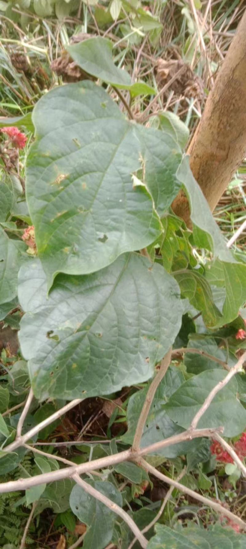 大叶白花灯笼又名：狮子球、山茉莉、白蜻蜓、红顶风、红将
