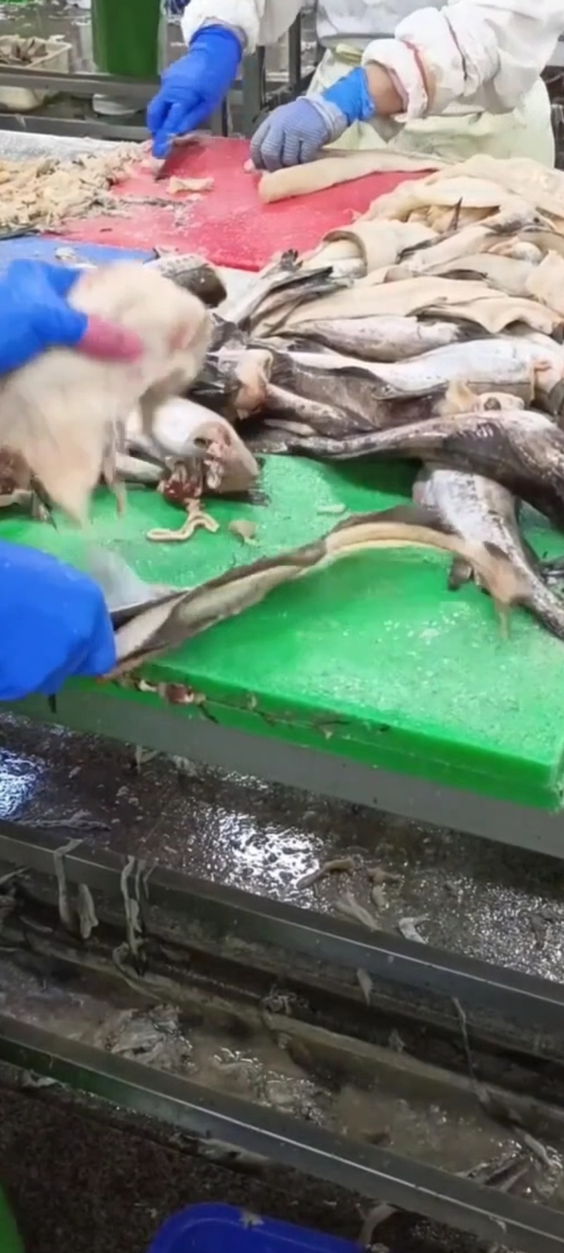 饲料鳕鱼排