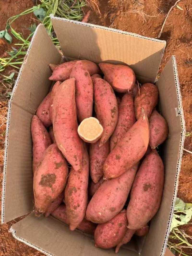 红薯.地瓜，紫薯.西瓜红.大量货源，质量保证，代发全国