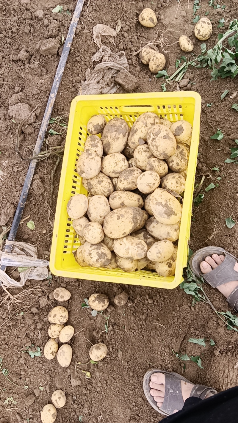 精品土豆