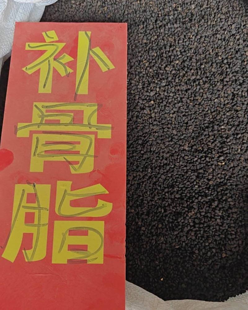 补骨脂