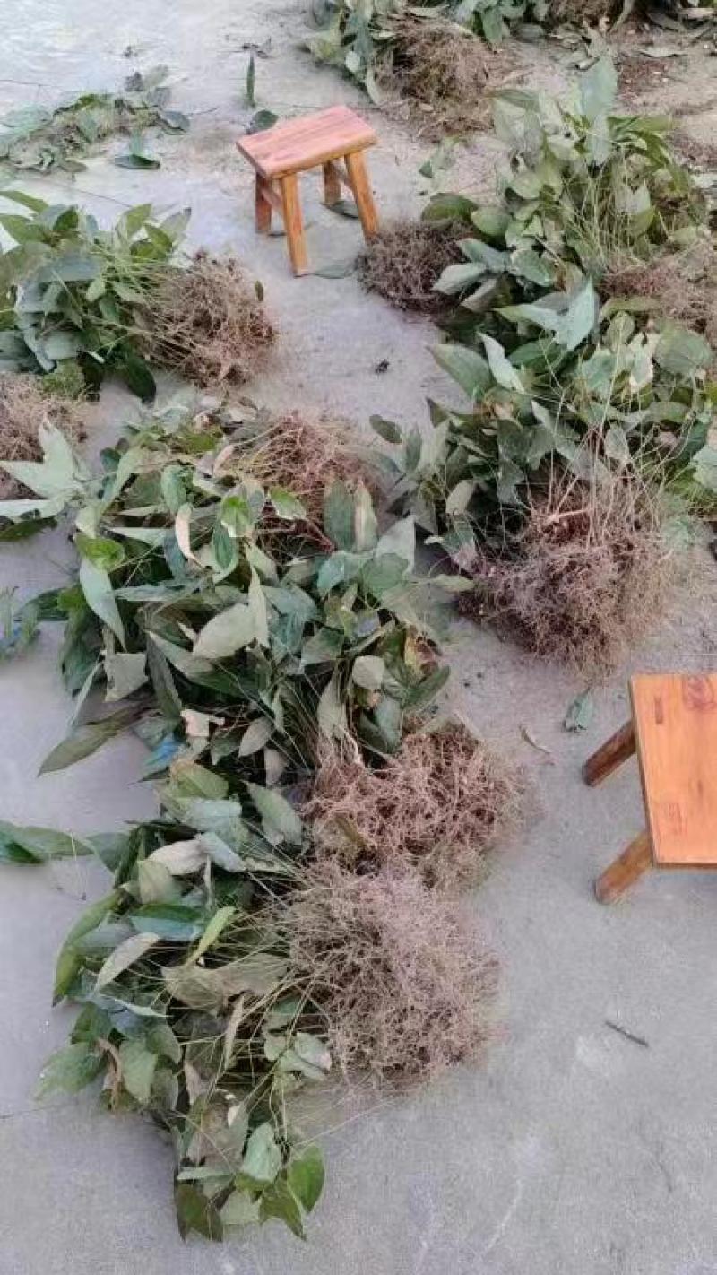 箭叶淫羊藿种苗3年露天驯化苗品质好产量高