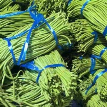 精品长豆角青条豆角大量上市品质保证量大从优