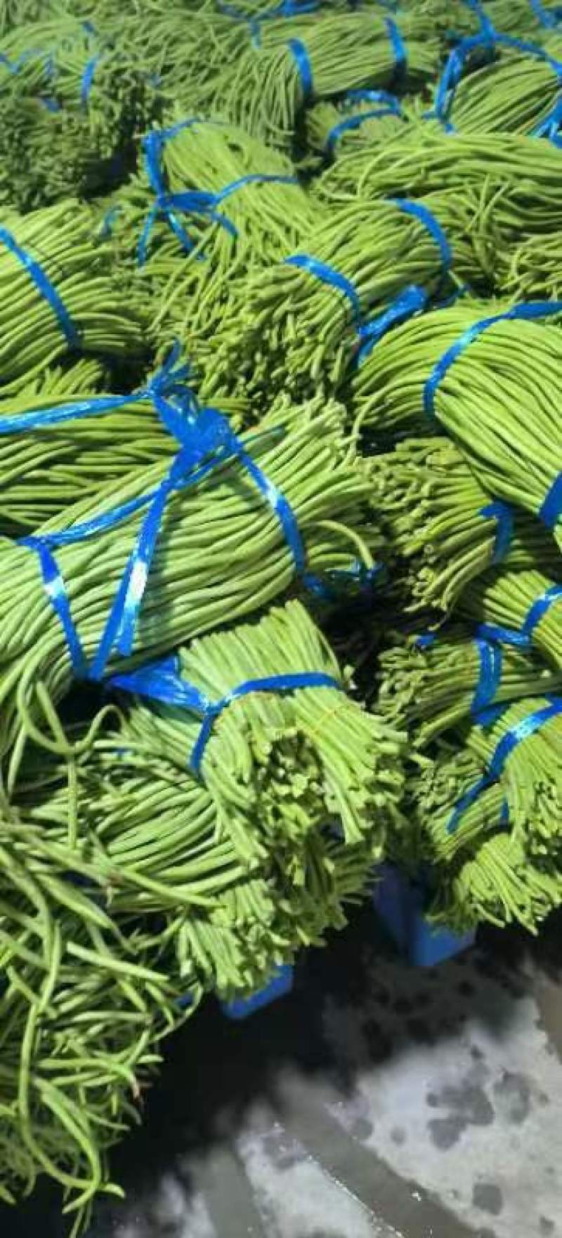 精品长豆角青条豆角大量上市品质保证量大从优