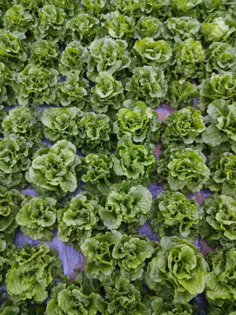 精品生菜货源充足量大从优一手货源量大从优质量保证欢迎咨询