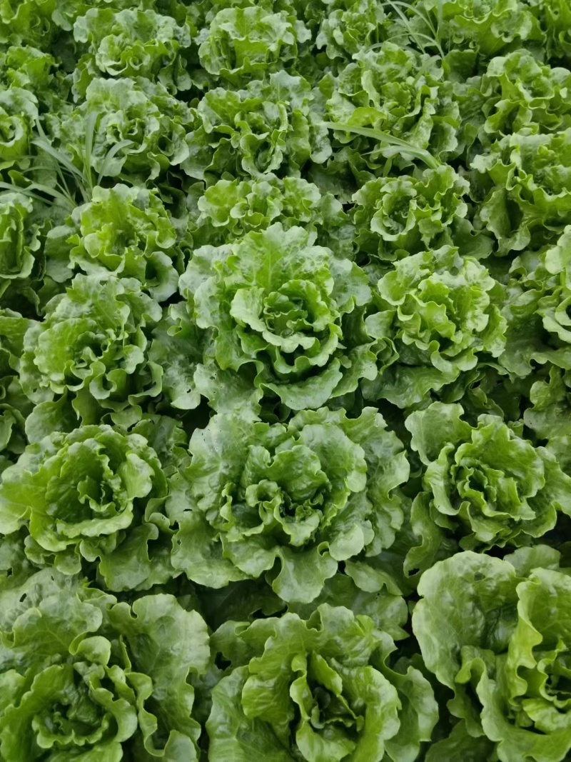 精品生菜货源充足量大从优一手货源量大从优质量保证欢迎咨询