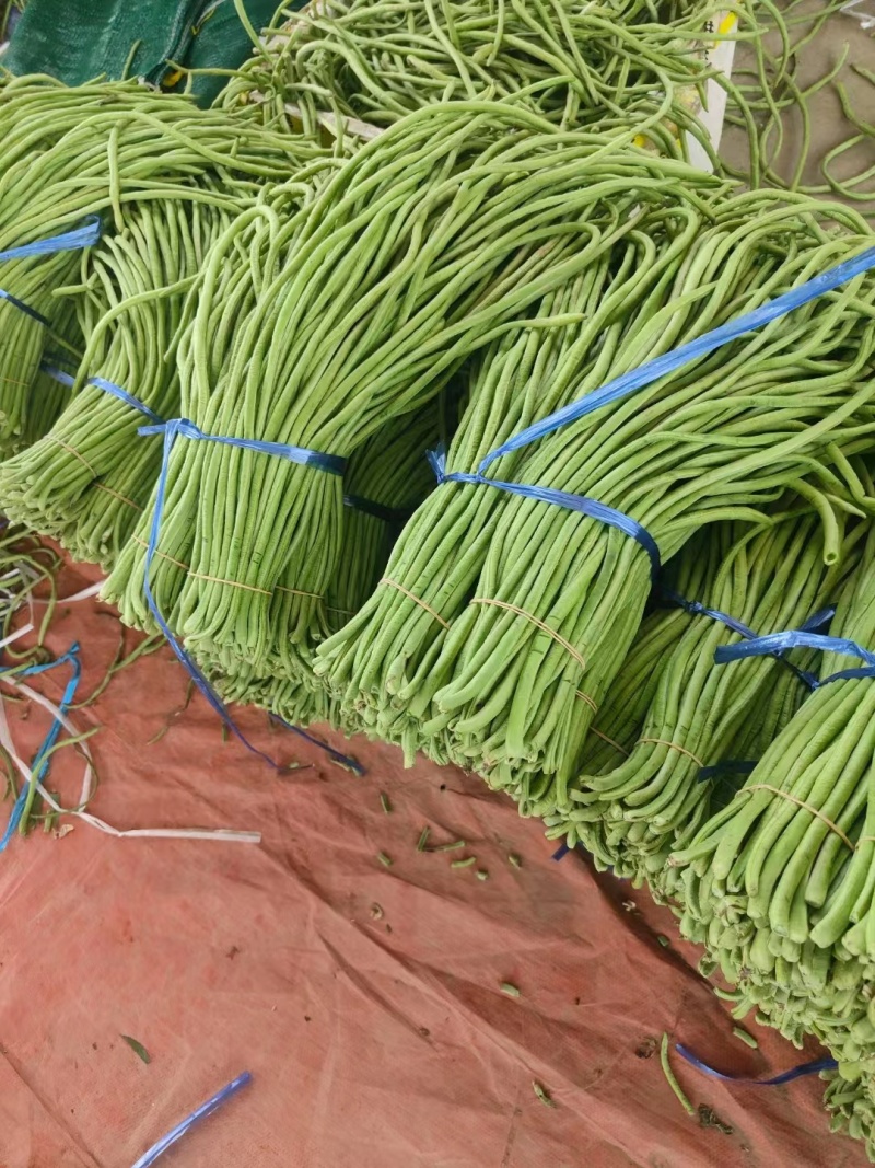 精品长豆角青条豆角大量上市品质保证量大从优