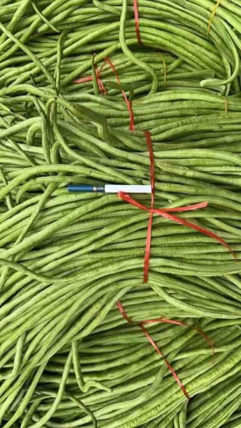 精品长豆角青条豆角大量上市品质保证量大从优
