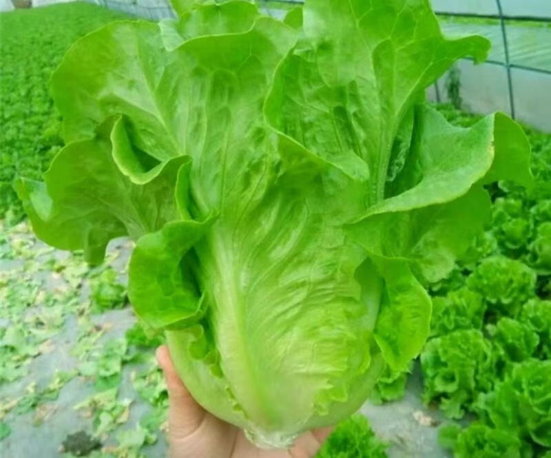 精品生菜货源充足量大从优一手货源量大从优质量保证欢迎咨询