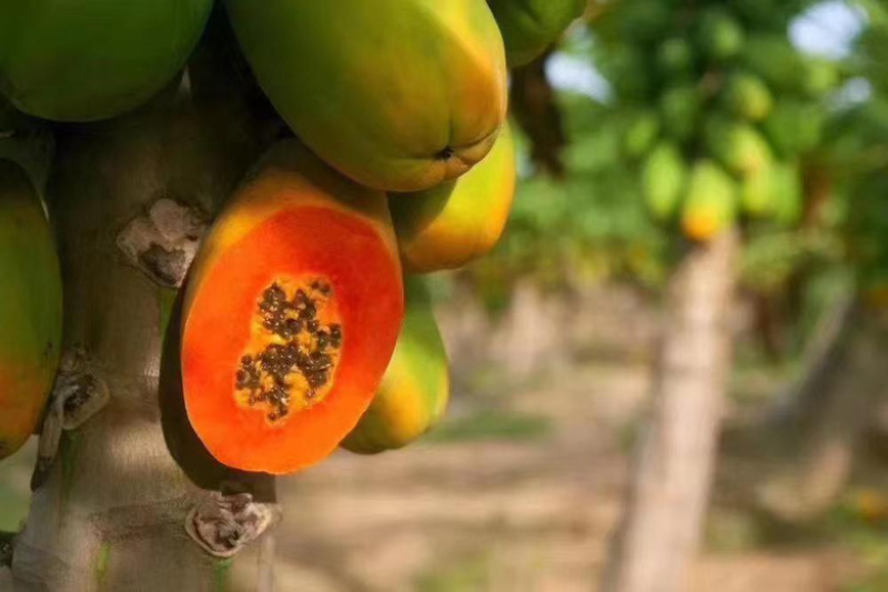 红心牛奶木瓜甜蜜滑嫩一件代发新鲜直达