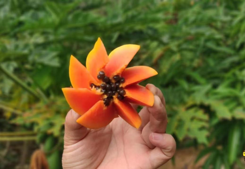 红心牛奶木瓜甜蜜滑嫩一件代发新鲜直达