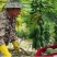 红心牛奶木瓜甜蜜滑嫩一件代发新鲜直达