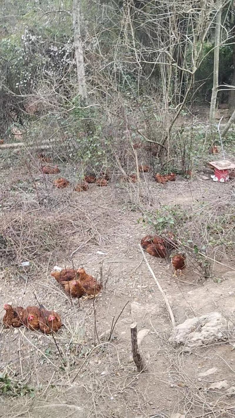 精品，林下跑山鸡，红公鸡大量供应，自家散养，品质好