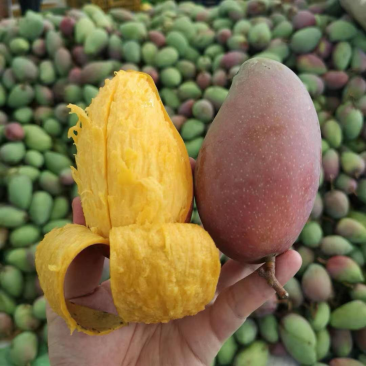 贵妃芒海南老树一件代发可以直接下单水润甜蜜
