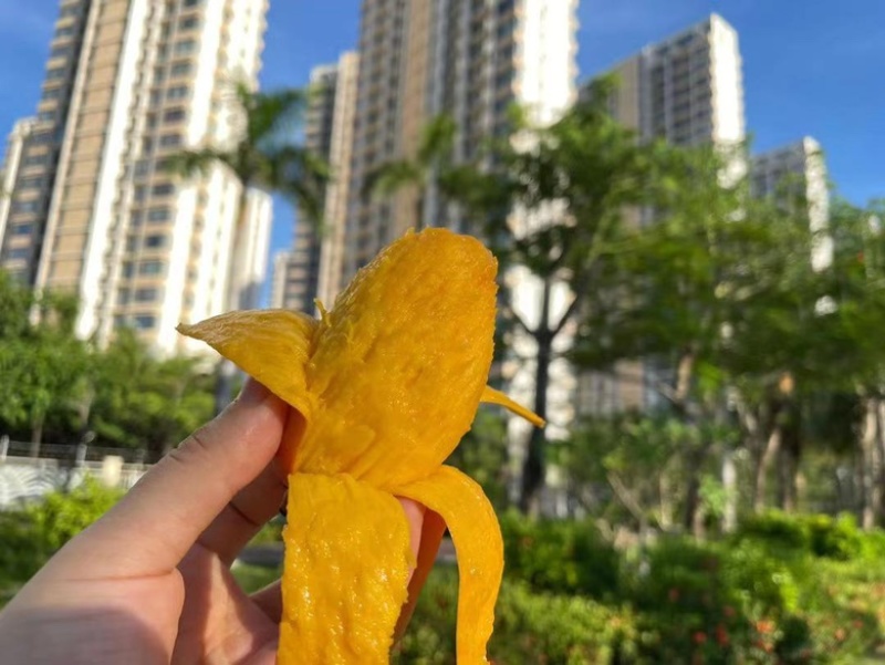 贵妃芒海南老树一件代发可以直接下单水润甜蜜