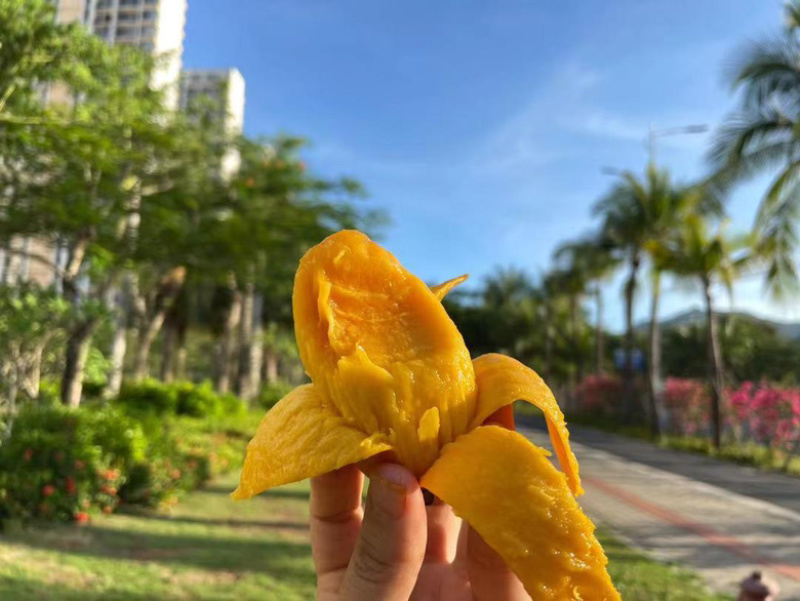 贵妃芒海南老树一件代发可以直接下单水润甜蜜