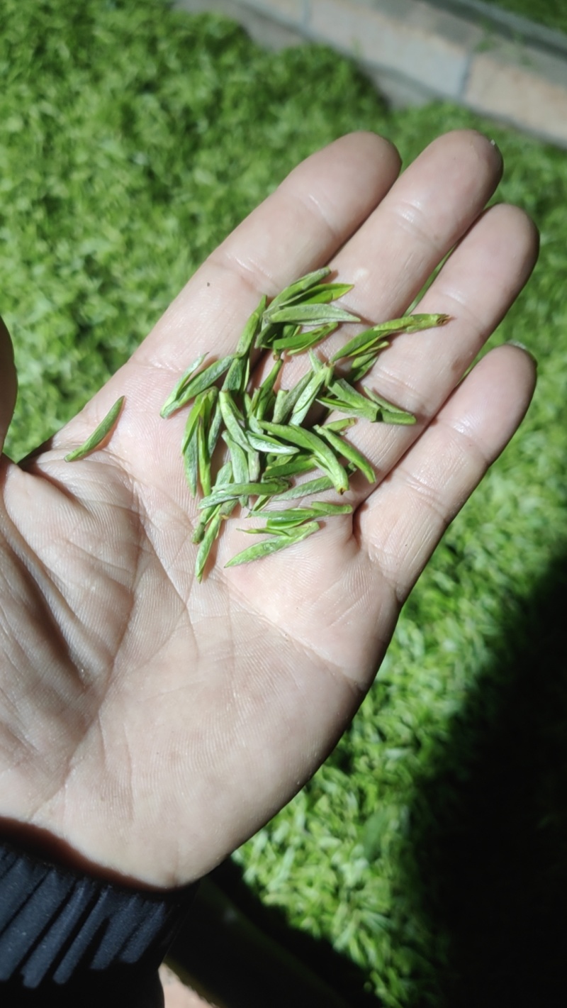 2024明前开园头采黄芽毛峰（金寨黄芽A001）高山绿茶
