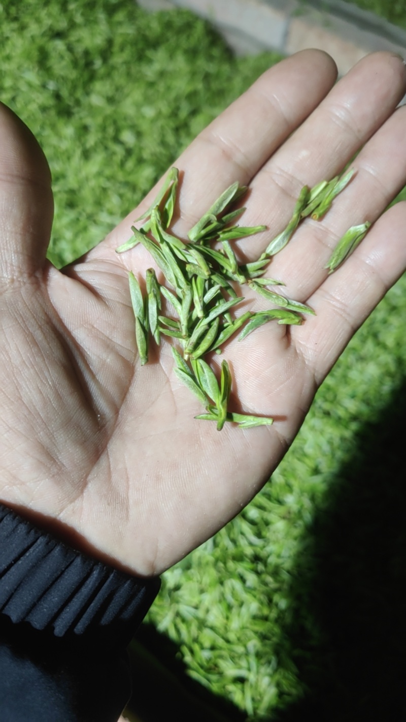 2024明前开园头采黄芽毛峰（金寨黄芽A001）高山绿茶