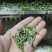 2024明前开园头采黄芽毛峰（金寨黄芽A001）高山绿茶