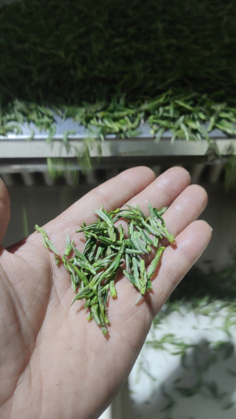 2024明前开园头采黄芽毛峰（金寨黄芽A001）高山绿茶