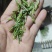 2024明前开园头采黄芽毛峰（金寨黄芽A001）高山绿茶