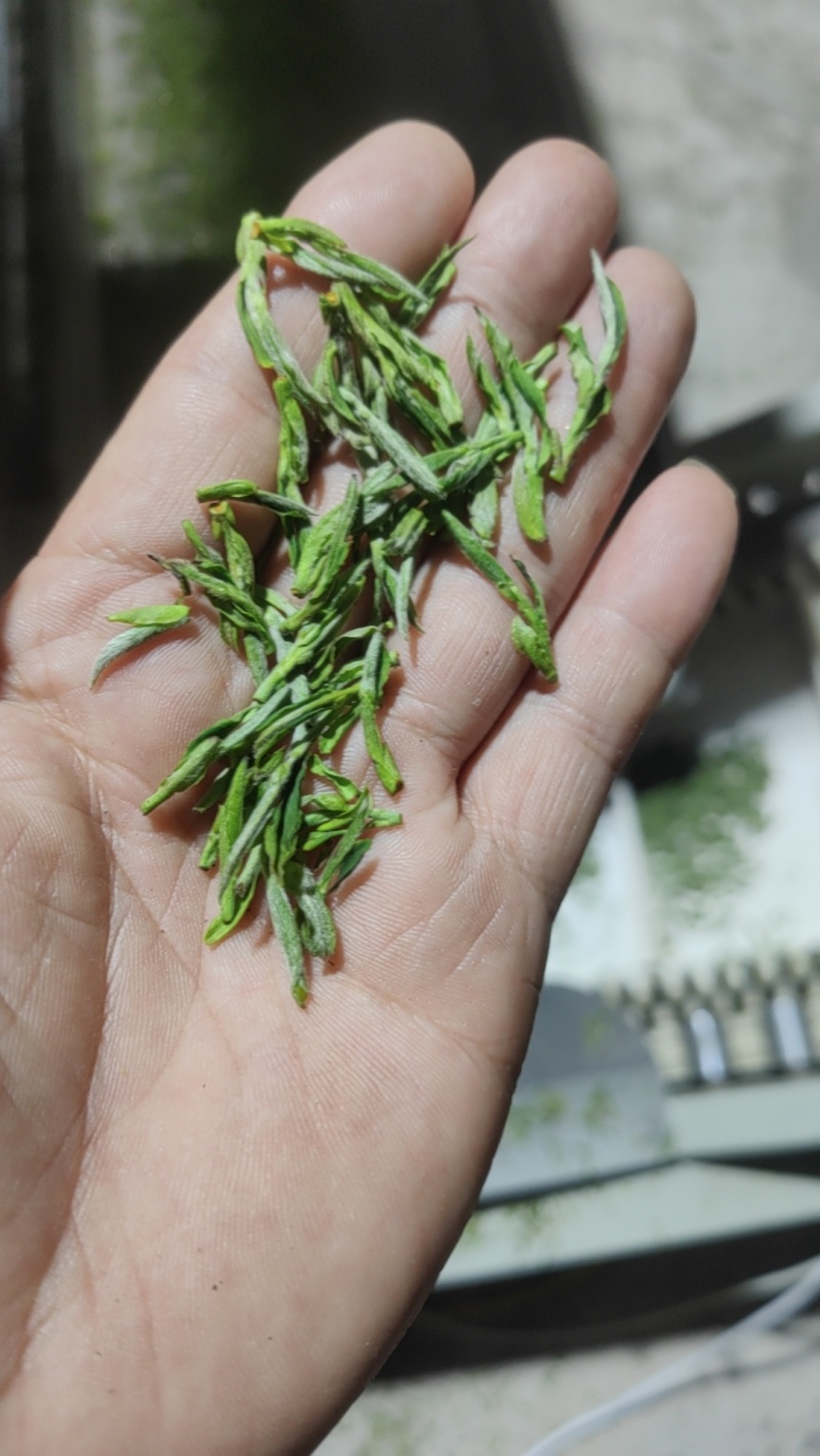 2024明前开园头采黄芽毛峰（金寨黄芽A001）高山绿茶
