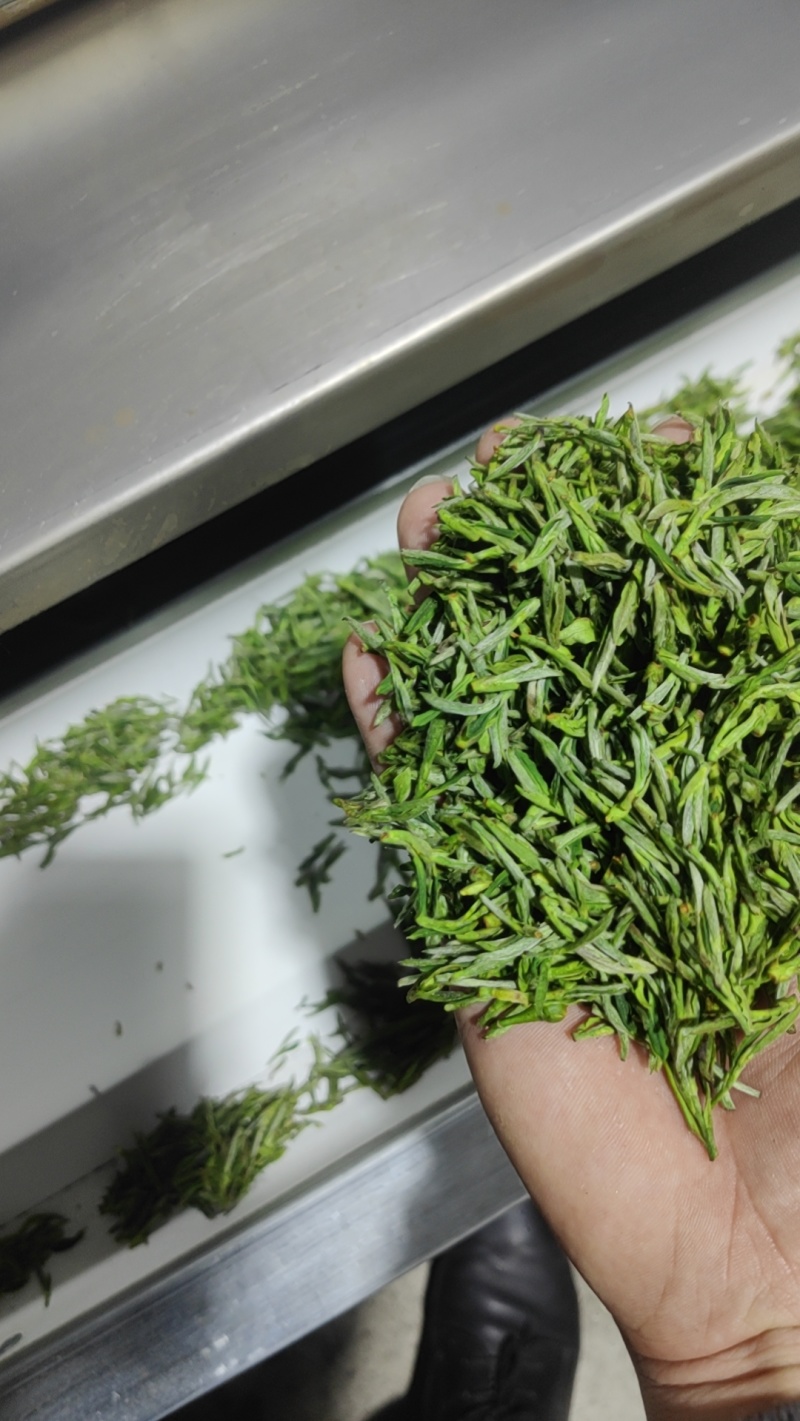 2024明前开园头采黄芽毛峰（金寨黄芽A001）高山绿茶