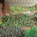 【推荐】板栗南瓜头茬精品货可分级打包货靓价全国发货