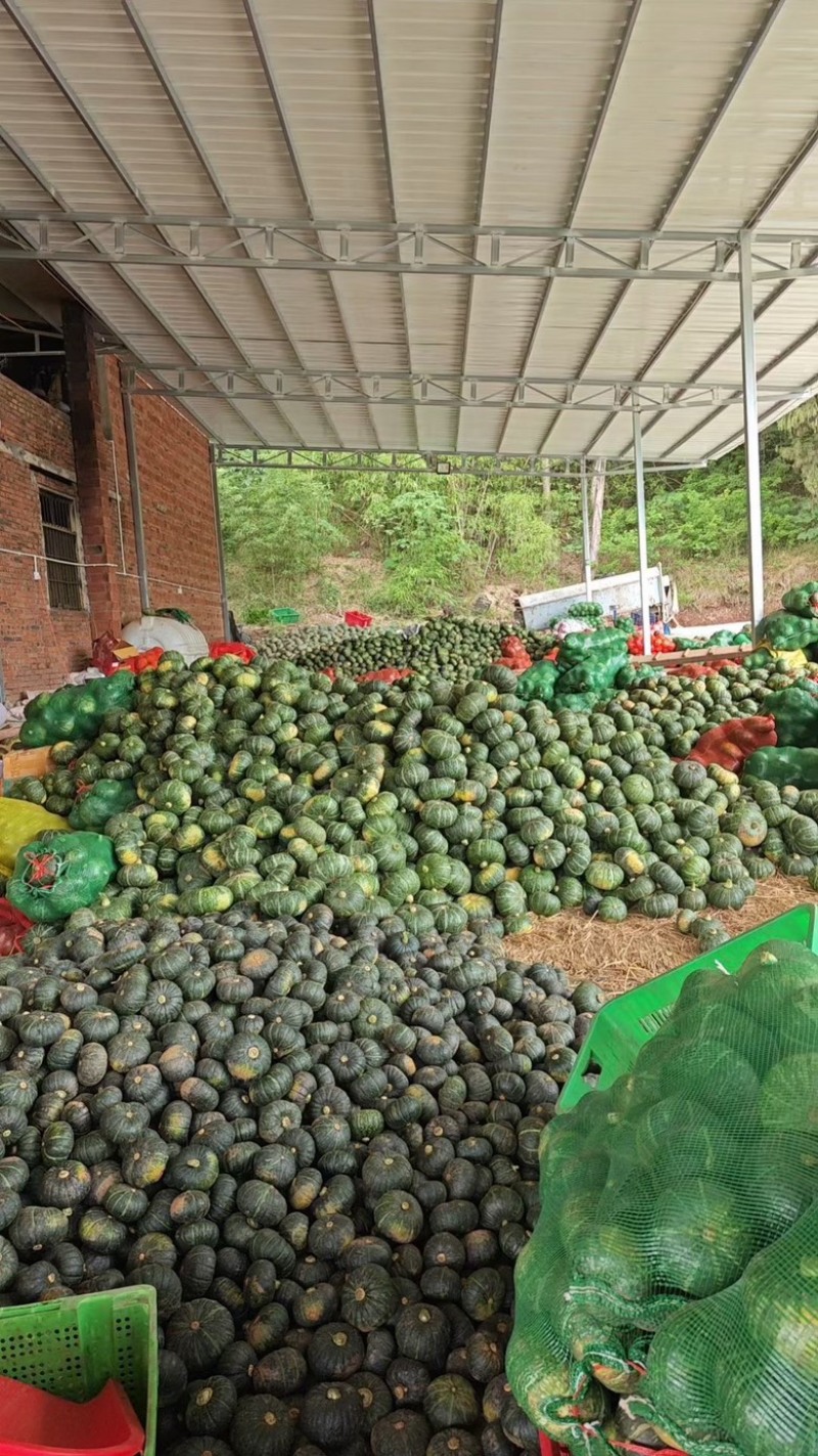 【推荐】板栗南瓜头茬精品货可分级打包货靓价全国发货
