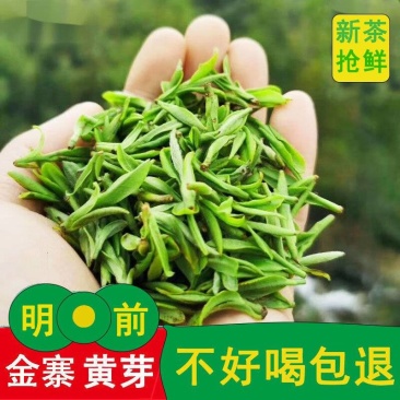 （明前黄芽A11）2024金寨黄芽毛峰头采小嫩芽鲜嫩浓郁