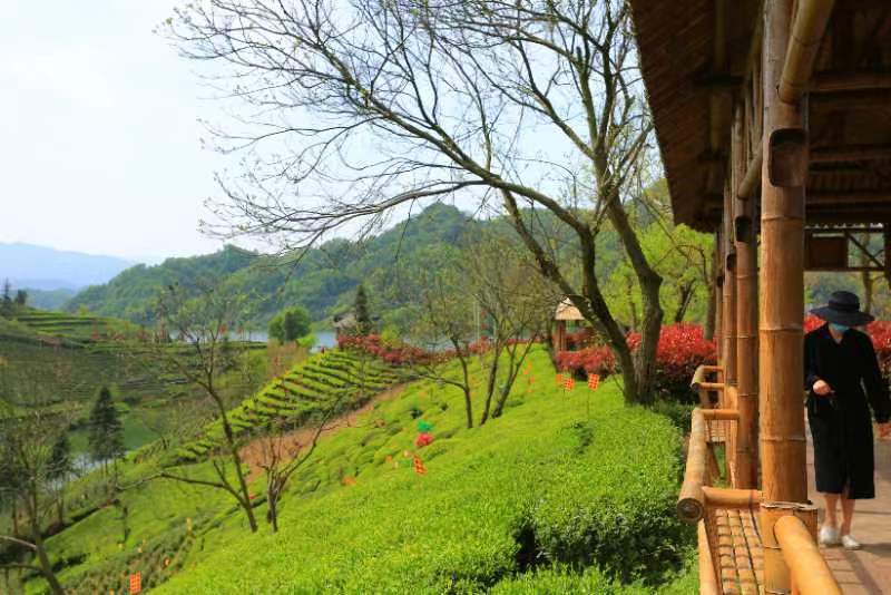 （明前黄芽A11）2024金寨黄芽毛峰头采小嫩芽鲜嫩浓郁