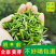 （明前黄芽A11）2024金寨黄芽毛峰头采小嫩芽鲜嫩浓郁