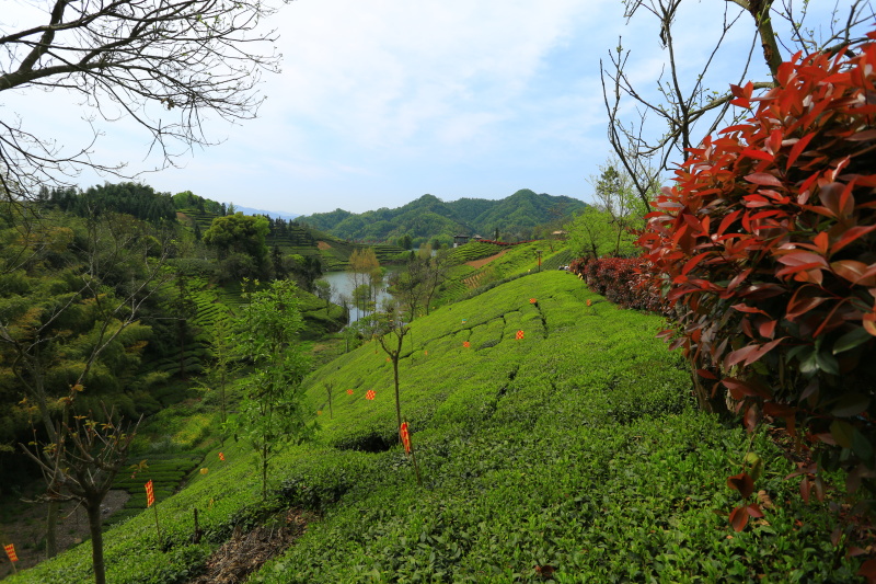 （明前黄芽A11）2024金寨黄芽毛峰头采小嫩芽鲜嫩浓郁