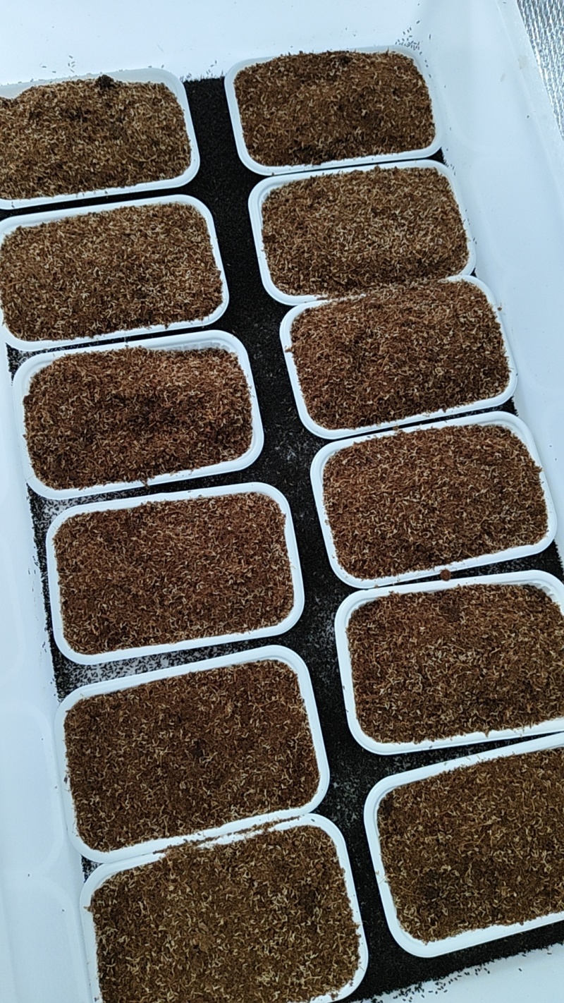蟋蟀苗，蟋蟀卵，蟋蟀养殖技术，蟋蟀回收