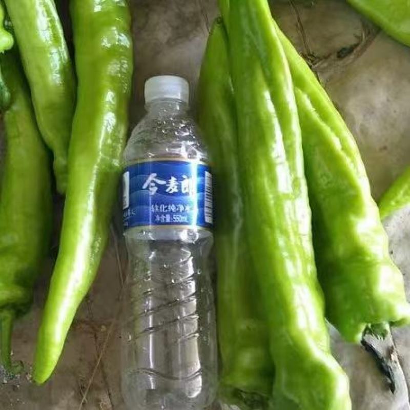 【新鲜直达】山西天镇鲜辣椒精品尖椒大量供应欢迎来电咨询