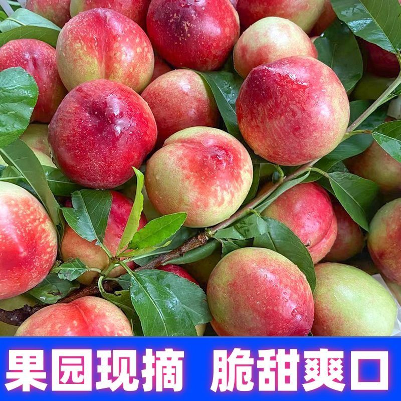河北油桃价格美品质高量大从优对接商超各大老板前来