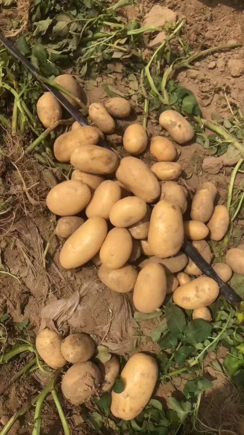 精品土豆黄心土豆基地直发对接商超市场量大从优
