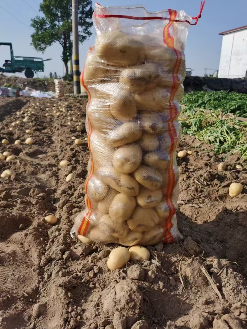 精品土豆黄心土豆基地直发对接商超市场量大从优