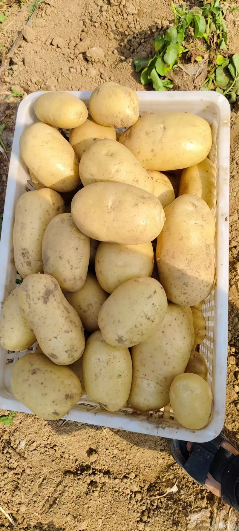 精品土豆黄心土豆基地直发对接商超市场量大从优