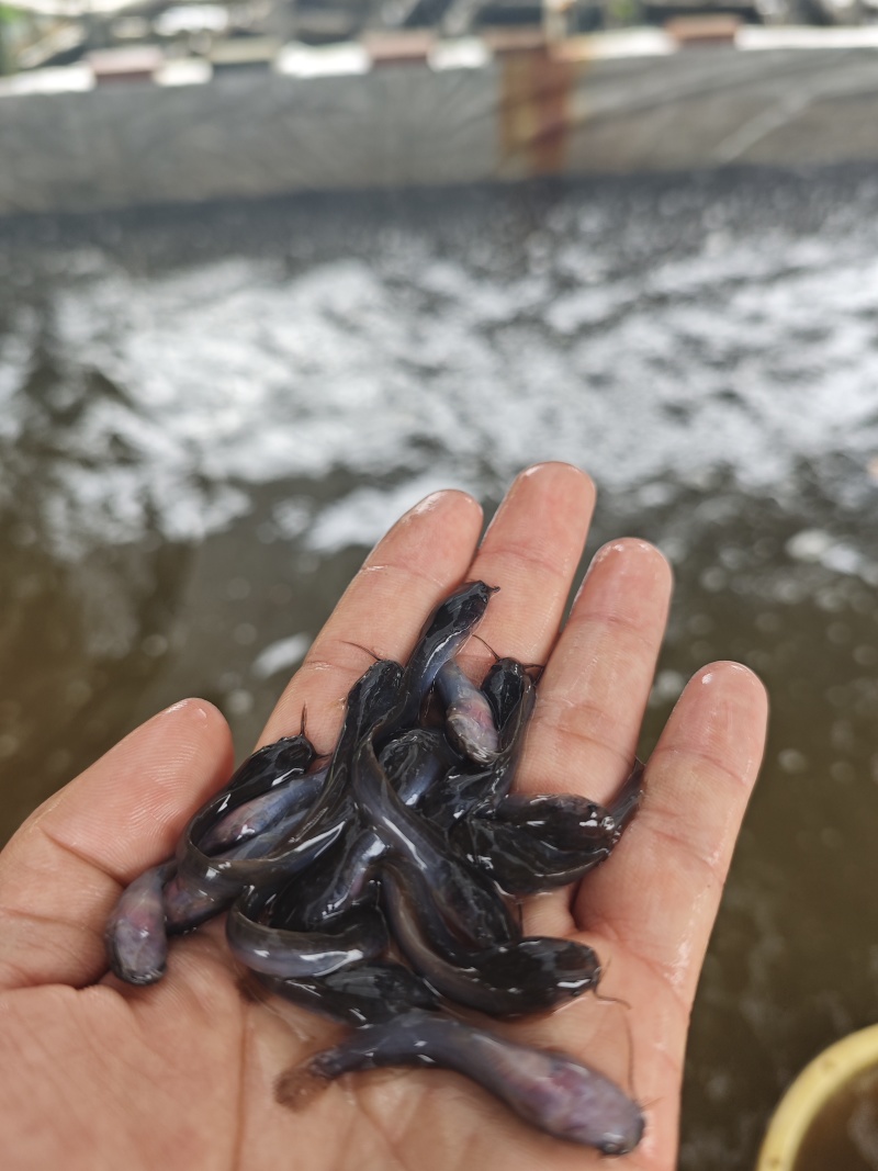革胡子鲶鱼苗埃及塘虱鱼苗科学养殖不挑食无需增氧机