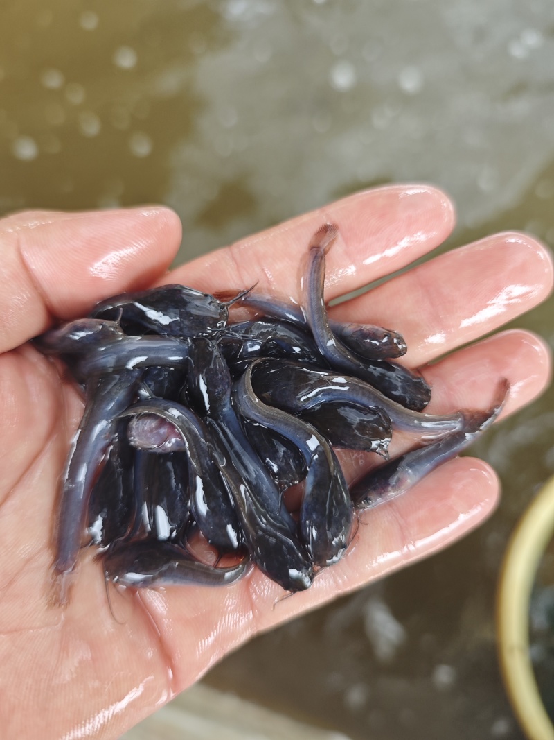 革胡子鲶鱼苗埃及塘虱鱼苗科学养殖不挑食无需增氧机