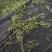 （金寨黄芽A21）2024新茶明前黄芽毛峰滋味鲜爽甘甜