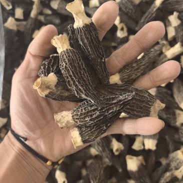 羊肚菌干货六妹5-7