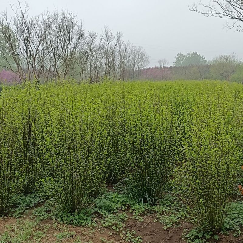 木槿小苗丛生木槿产地销售规格齐全木槿苗